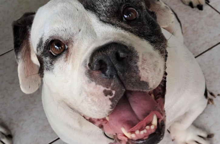 Une récompense de 1000 euros pour retrouver Georgette, une chienne disparue à l'Etang-Salé