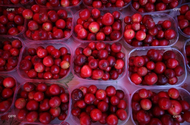 goyavier fruit 