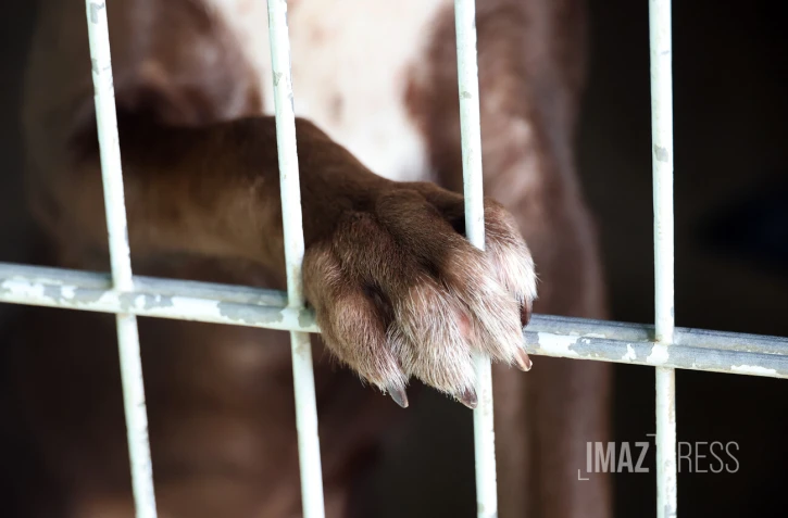 chien en fourrière