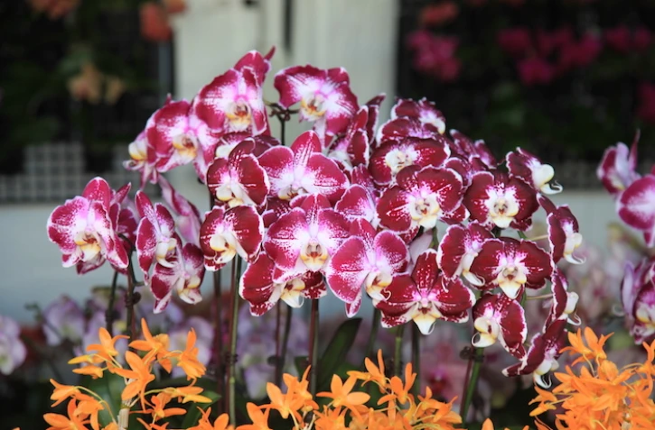 festi-plantes à saint andré thème bien être
