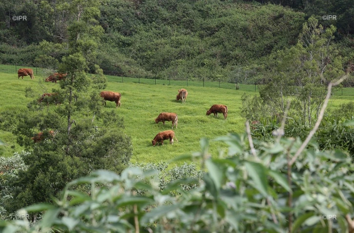 vaches 