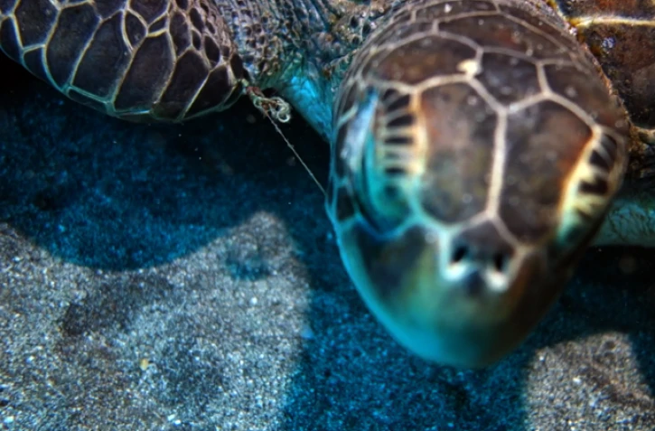 Une jeune tortue récupérée par Kélonia blessée par du fils de pêche