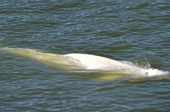 Un béluga, repéré dans la Seineà Courcelles-sur Seine, le 5 août 2022 dans l'Eure