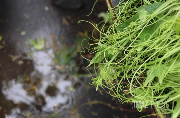 Marché forain du Port après Belal
