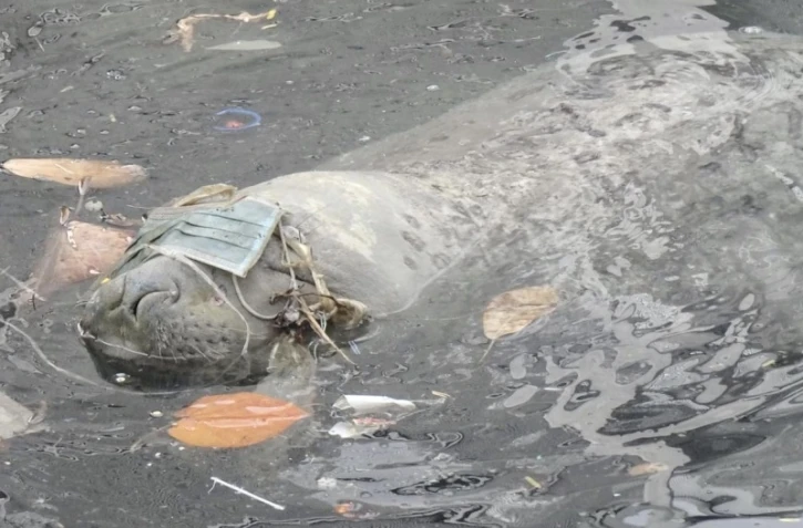 éléphante de mer bibi retrouvée morte