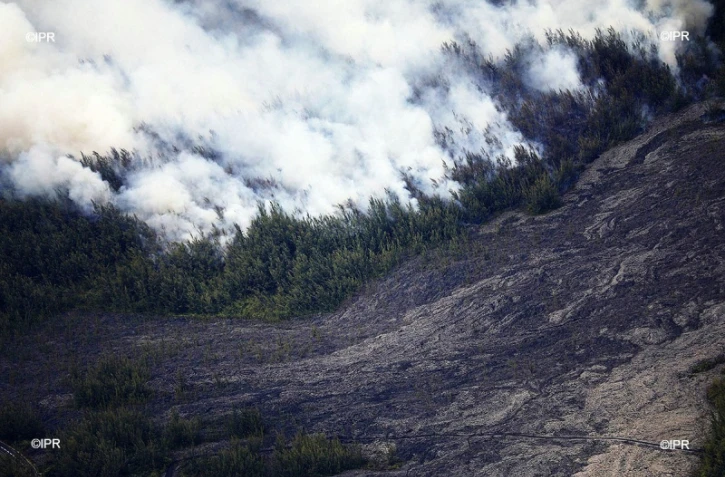 Incendie, Grand brûlé, Sainte-Rose, feu, végétation