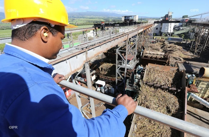 Lundi 11 Juillet 2011 Bois rouge - Début de la coupe de la canne dans l\'estPhoto Mamousse Mathieu