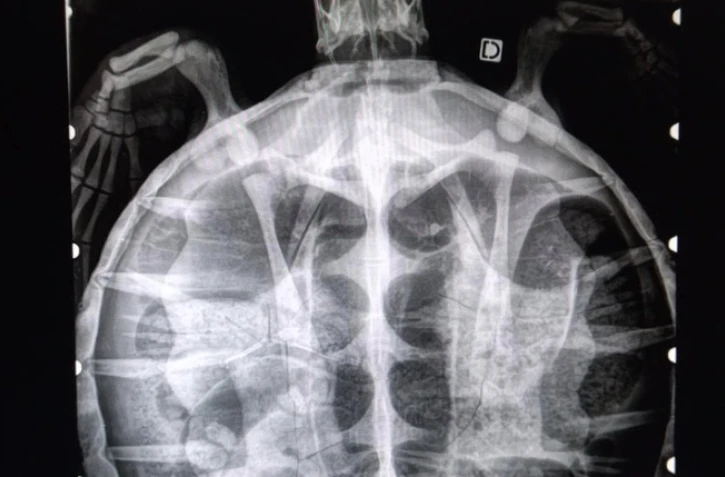 Tortue Kelonia pas survécu avril 2023