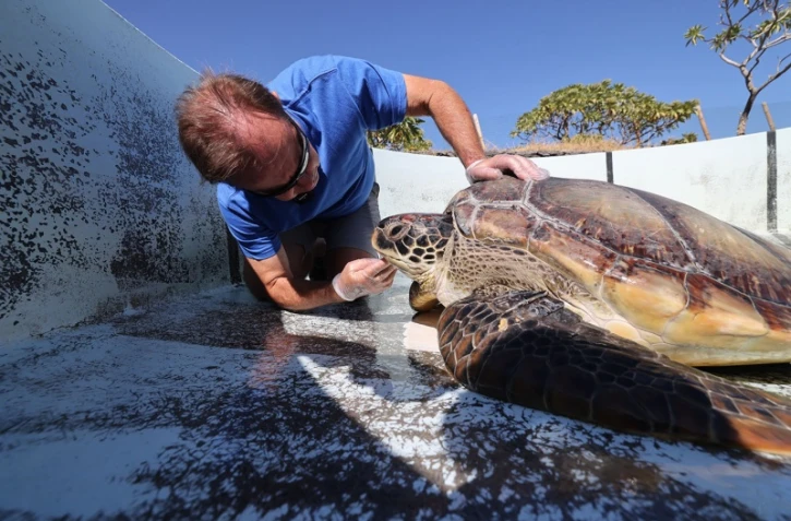 Tortues Kélonia