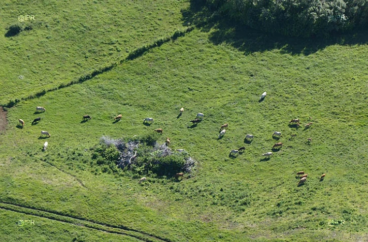  Élevage de vaches