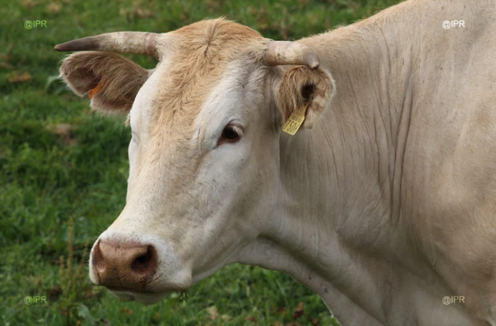 Vaches 