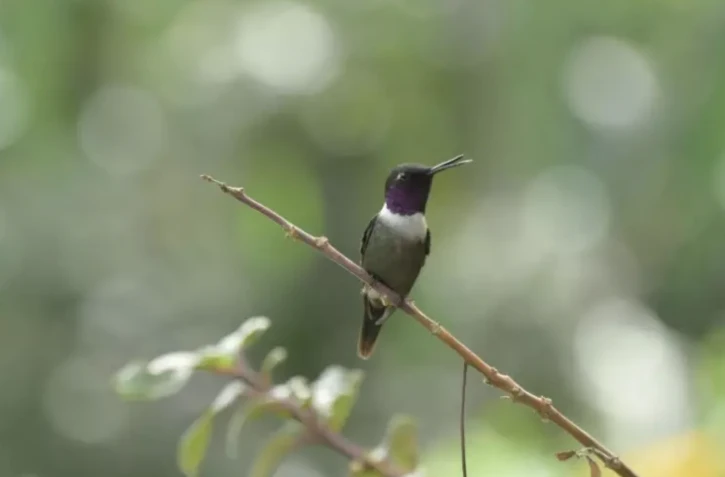 Une technique s'appuyant sur l'IA a été en mesure de détecter des cris d'oiseaux à partir d'enregistrements dans la région de Choco, en Equateur ( AFP / Rodrigo BUENDIA )