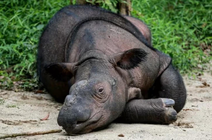 Indra, rhinocéros de Sumatra, dont les rhinocéros de Bornéo sont une sous-espèce, au parc national Way Kambas, en Indonésie, le 16 février 2025 ( AFP / PERDIANSYAH )
