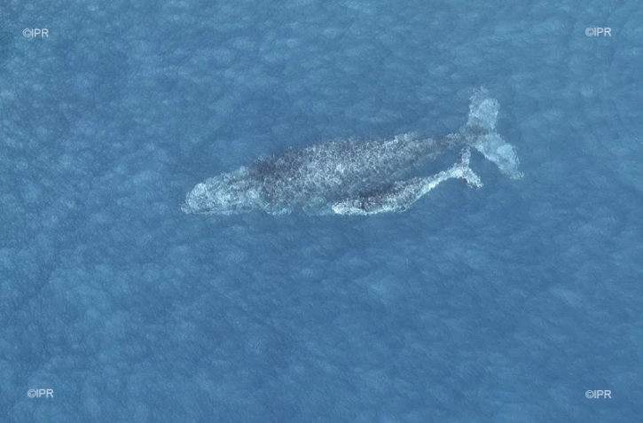 Baleines 