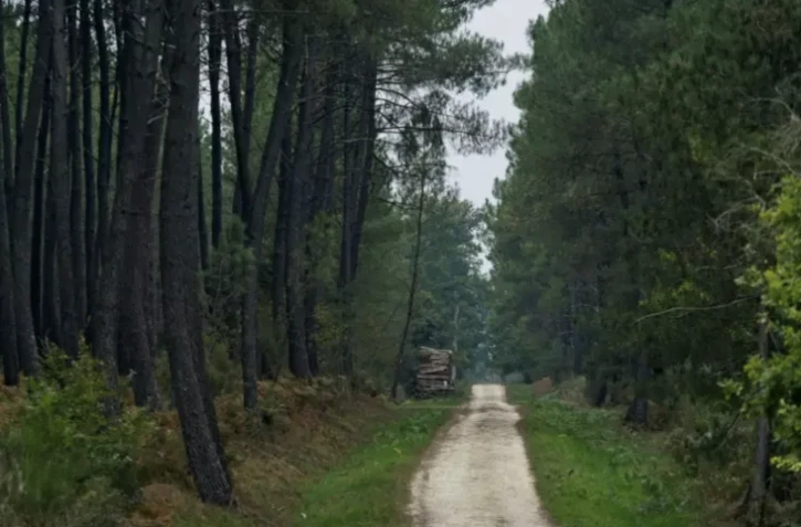Deux parcelles de pins sylvestres et de pins Laricio, dans la forêt de Moulière, près de Poitiers le 13 octobre 2023 ( AFP / GUILLAUME SOUVANT )