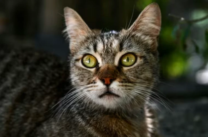 Les chats pourraient nous aider à mieux comprendre et peut-être même mieux soigner certains de nos cancers, dont celui du sein, selon un groupe de chercheurs internationaux ( AFP / Ozan KOSE )