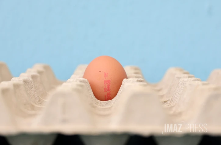 oeuf de poule 
