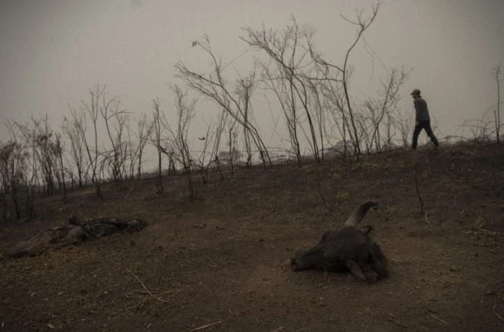Roberto Carvalho, guide touristique de 50 ans, à la recherche d'un jaguar blessé dans le Pantanal brésilien le 13 de septembre 2020