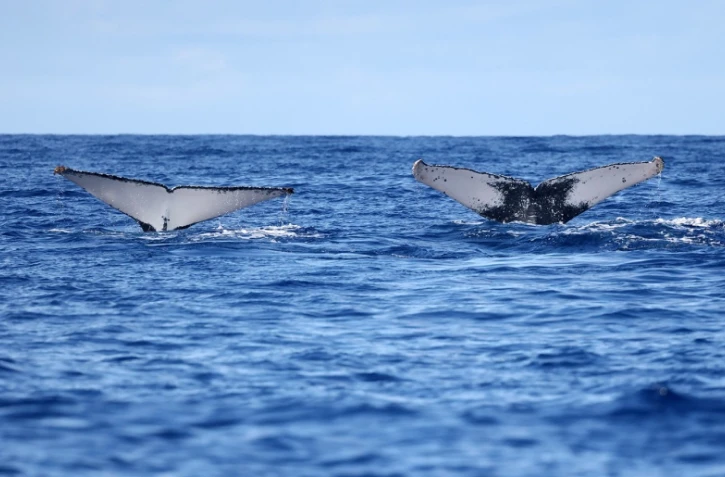 Baleines 