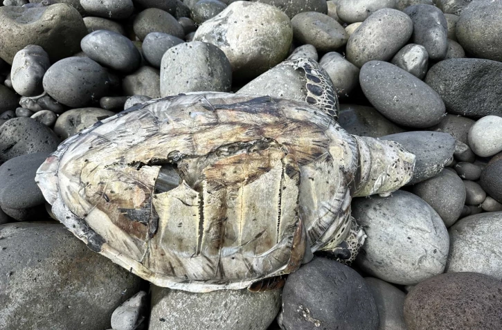 Bras-Panon : une tortue retrouvée échouée, tuée par l'hélice d'un navire