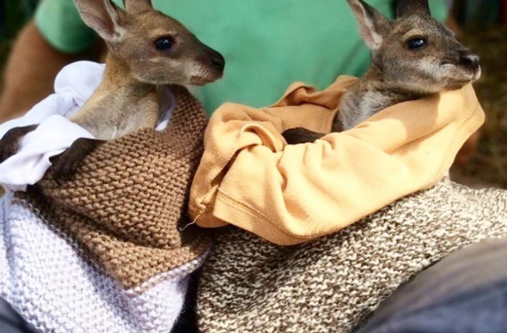 La Réunion au secours des bébés kangourous avec des pochons