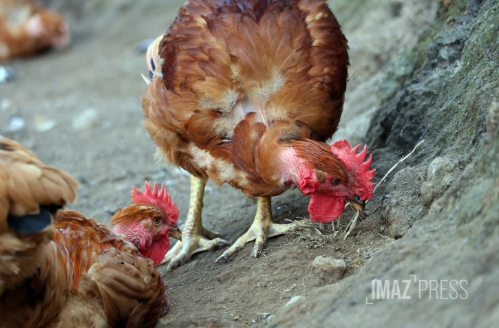ferme de poulet bio péi 