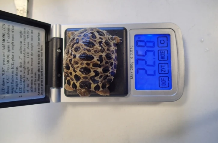 Baptème des tortues de Kélonia