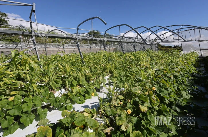 nicole lebon agricultrice 3 mois apres le passage du cyclone  Garance 