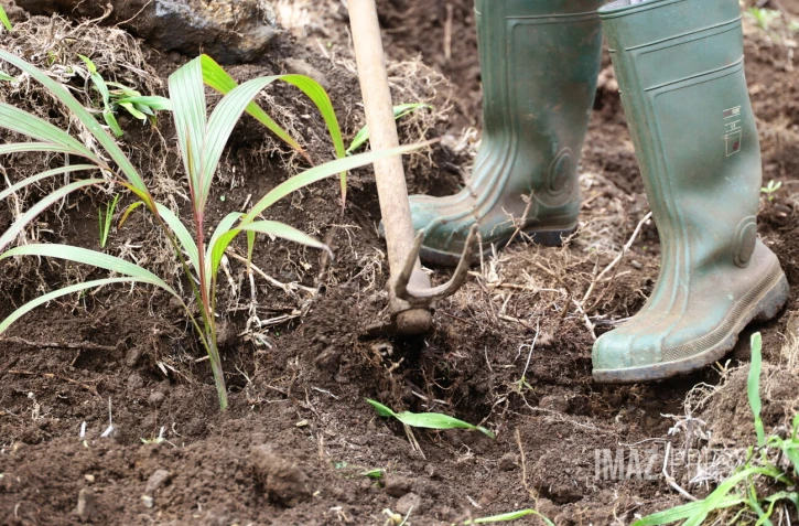 plantation 500 arbres ALEFPA Département 