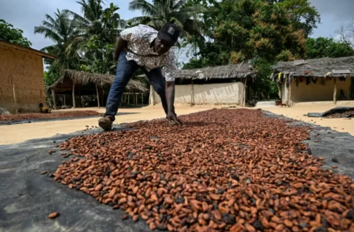 Un producteur de cacao fait sécher des fèves au soleil à Betykro, à 20 kilomètres de Guiglo, en Côte d'Ivoire le 16 janvier 2026 ( AFP / Sia KAMBOU )