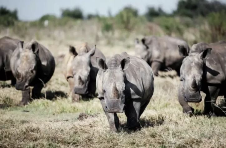 Des rhinocéros blancs sauvages dans un endroit tenu secret dans la province du Nord-Ouest de l'Afrique du Sud, le 2 avril 2023 ( AFP / Luca Sola )
