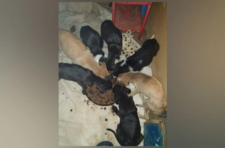 Sainte-Clotilde : 15 chiots torturés ont été récupérés
