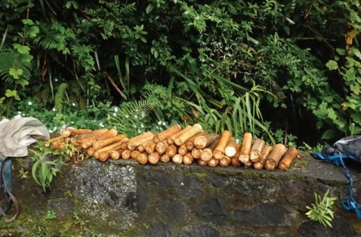 Trois braconniers présumés de palmistes rouges devant la justice