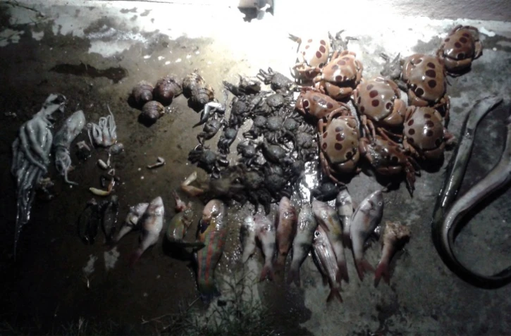 20kg de poissons saisis