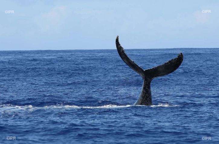 baleines 