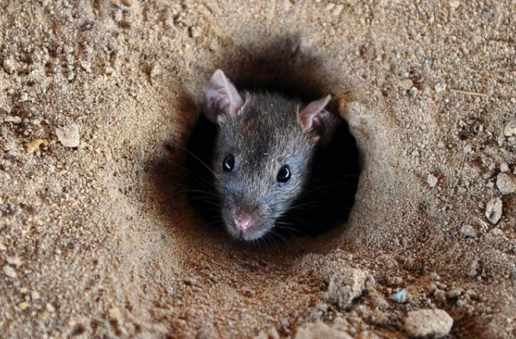 Rats
