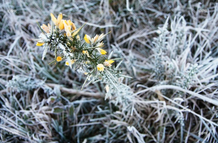 Givre plaine des cafres 