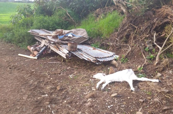 Band cochon : 130  dépôts sauvages photographiés cette semaine