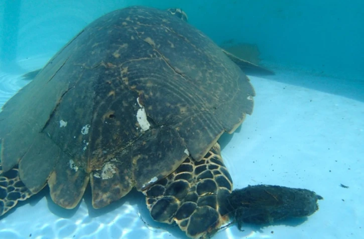 Victoria libérée de ses cinq hameçons