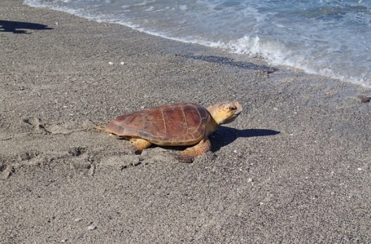 Journée mondiale de la tortue