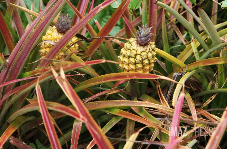 Plantation ananas 