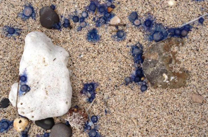 Porpite, Hermitage, Animal marin, urticant, piqûre