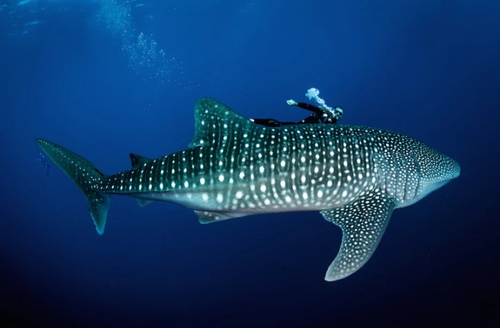 Rencontre plongeur et requin baleine