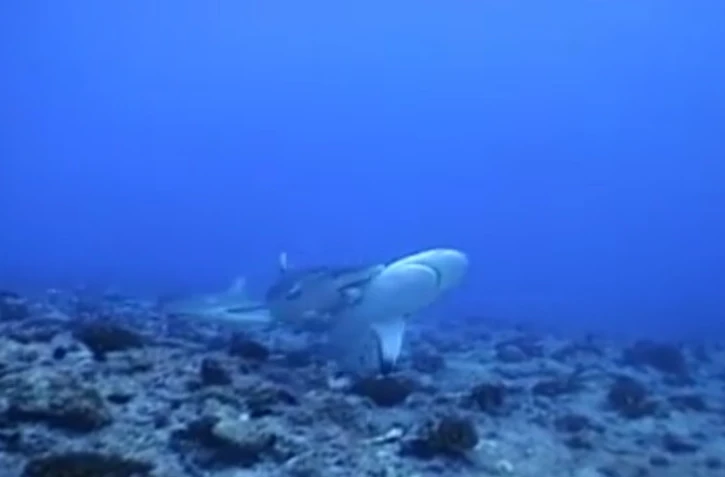 Requins amoureux