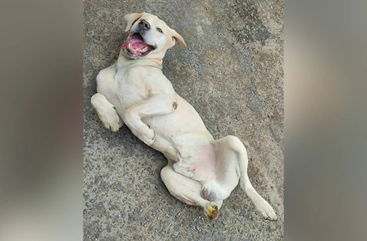 Incendie à Sainte-Marie : à la recherche d'une famille d'accueil pour le chien de la famille
