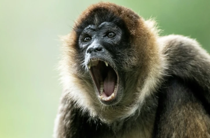 Un singe-araignée dans un parc zoologique à San José, au Costa Rica, le 27 avril 2024 ( AFP / Ezequiel BECERRA )