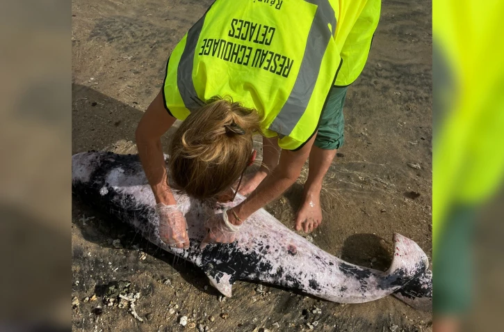 Trou d'eau : le cadavre d'un cachalot nain retrouvé sur la plage [?]