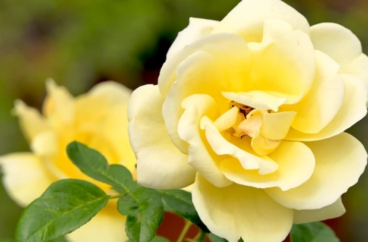 Fleurs