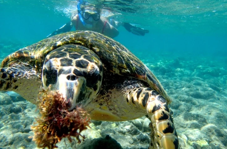 Tortues de retour dans les lagons