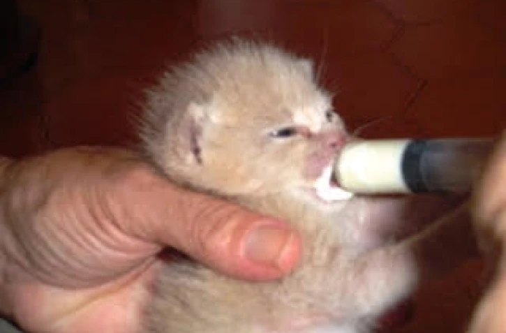 Une cagnotte pour venir en aide aux chatons